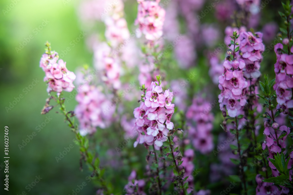 The background image of the colorful flowers The background image of the colorful flowers