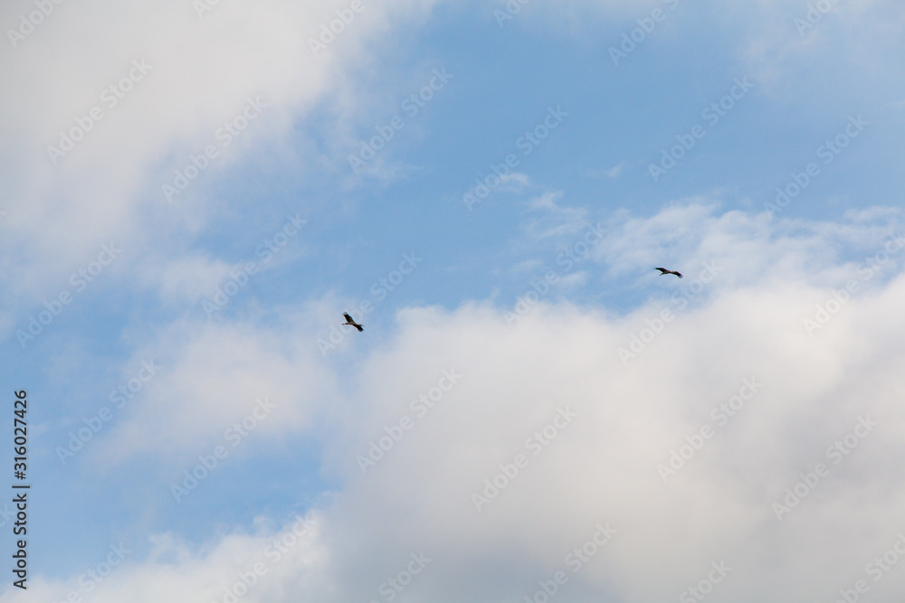 Storks flyig high in the clouds with baby blue sky Storks flyig high in the clouds with baby blue sky