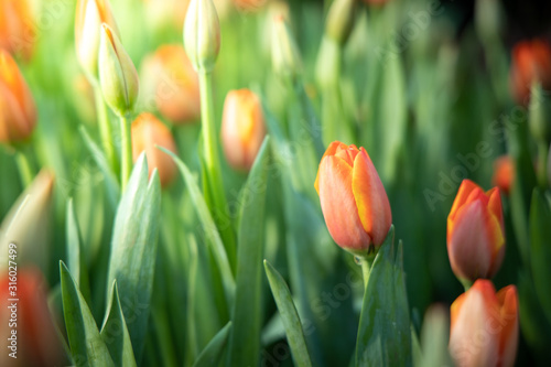 piekny-bukiet-tulipanow