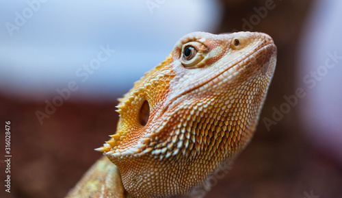 Close up portrait of bearded lizard
