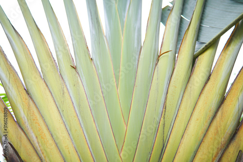 Buaetiful shape of ravenala madagascariensis or traveller's tree.  S photo