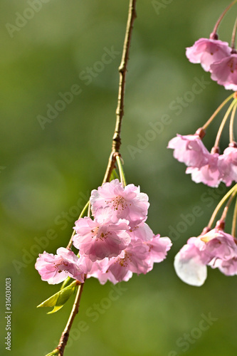 雨の日にしっとりと咲く枝垂桜のアップ