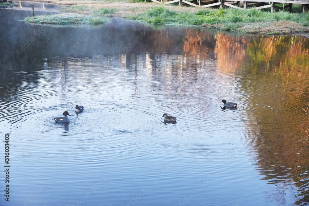 Mallards swimming in the pond of the natural park in the early morning. Mallards swimming in the pond of the natural park in the early morning.