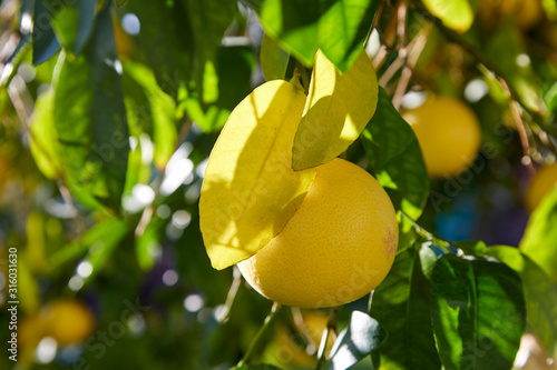 Grapefruits growing on a grapefruit tree in California, USA