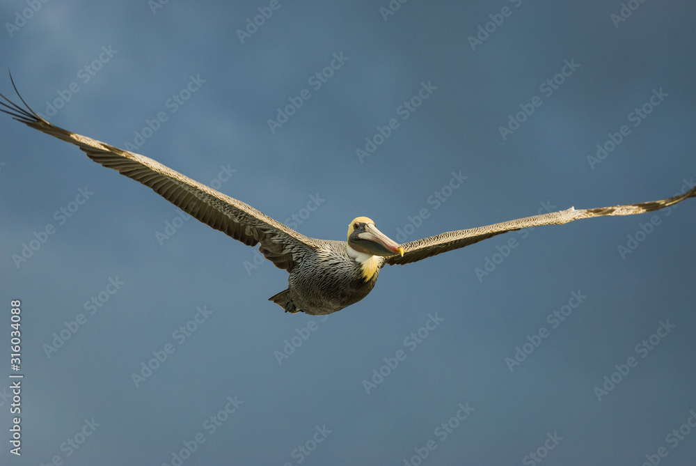 Male brown pelican (Pelecanus occidentalis) with mating plumage in flight