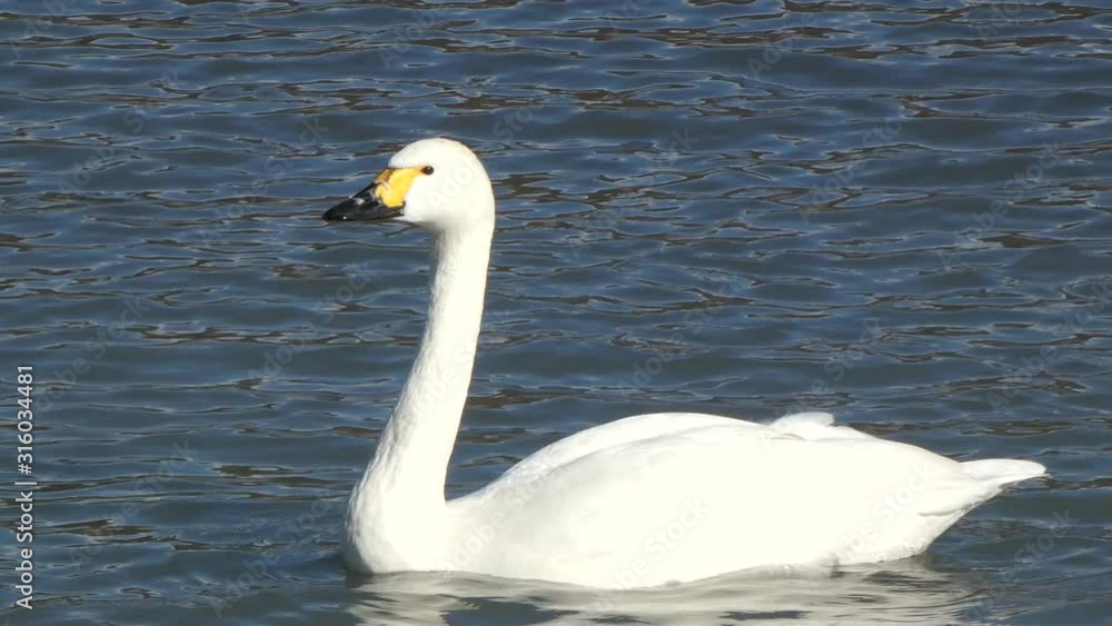 白鳥　長野県　犀川　2020年1月