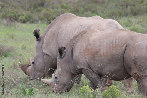 rhinoceros in wild