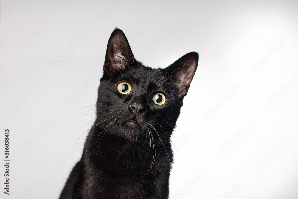Ταπετσαρία Close up of black domestic house cat wide green eyed long whiskers on solid back