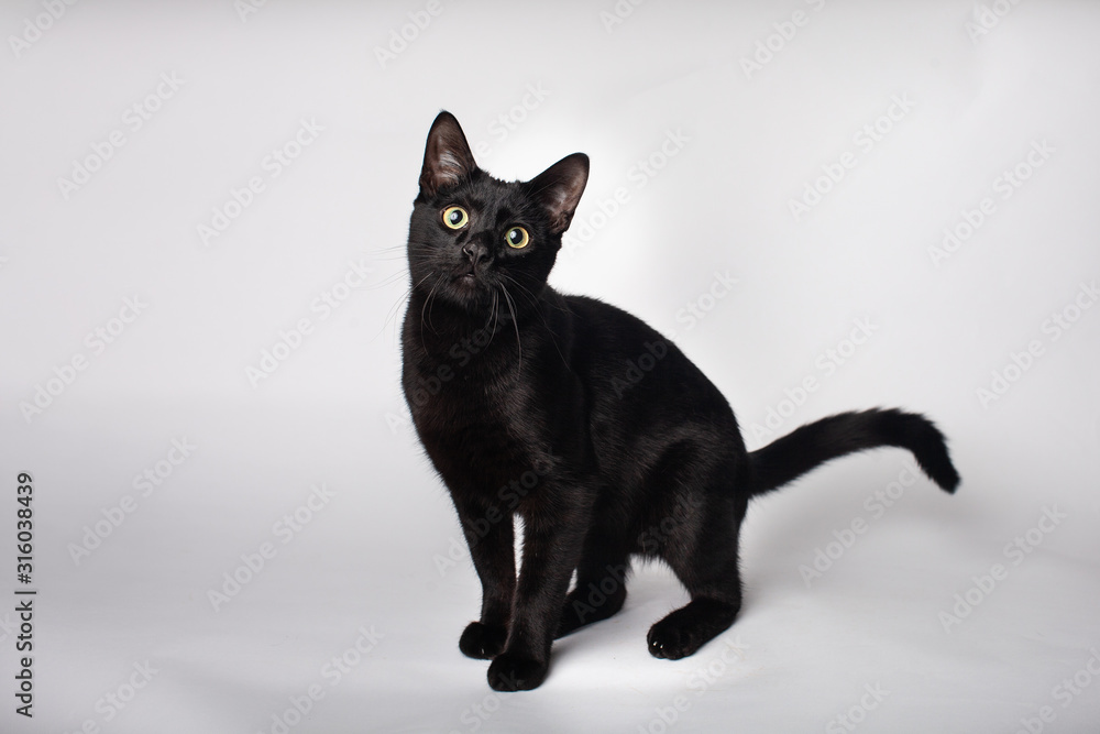 Playful black cat wide eyed ready to pounce on solid white background Playful black cat wide eyed ready to pounce on solid white background