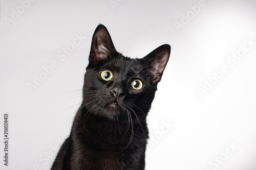 Fototapet Close up of black domestic house cat wide green eyed long whiskers on solid back