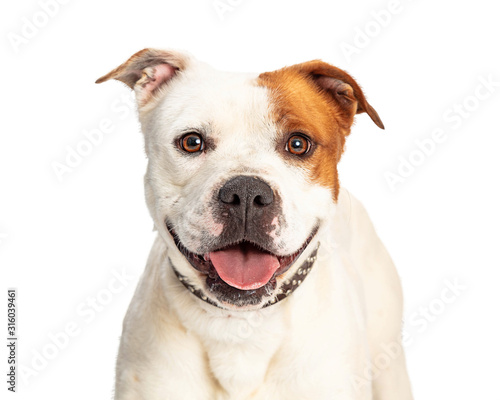 Closeup of Happy Pit Bull Smiling Dog © adogslifephoto