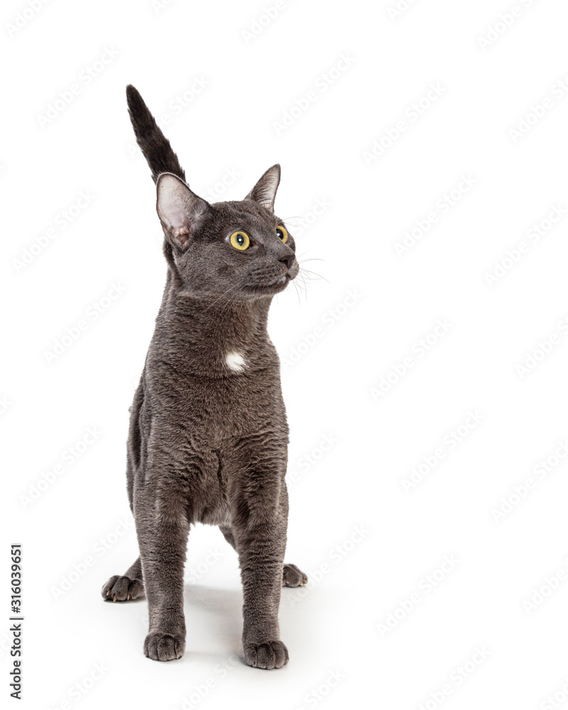Excited Grey Shorthair Cat Looking Up Into Copy Space