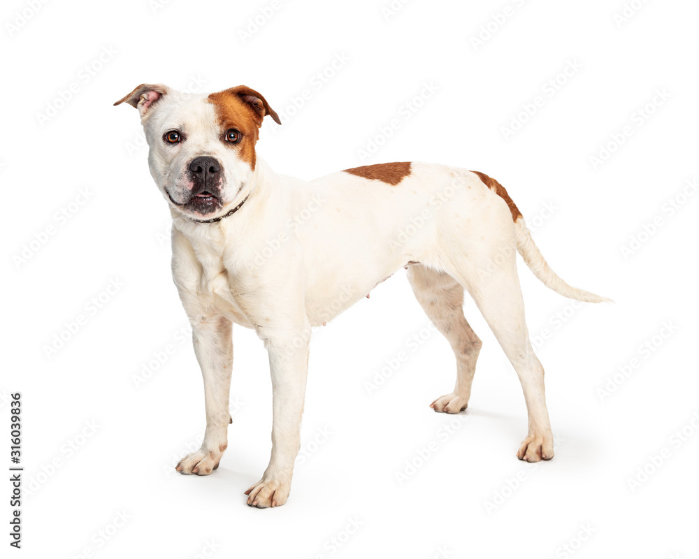 Pit Bull White Brown Spots Standing Side