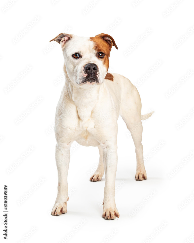 Pit Bull Dog Standing Over White