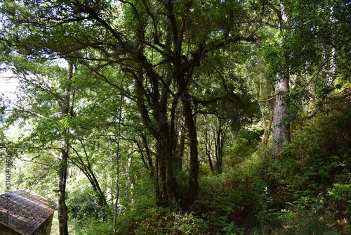 lago ranco
