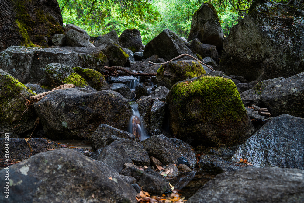 stream in the forest stream in the forest