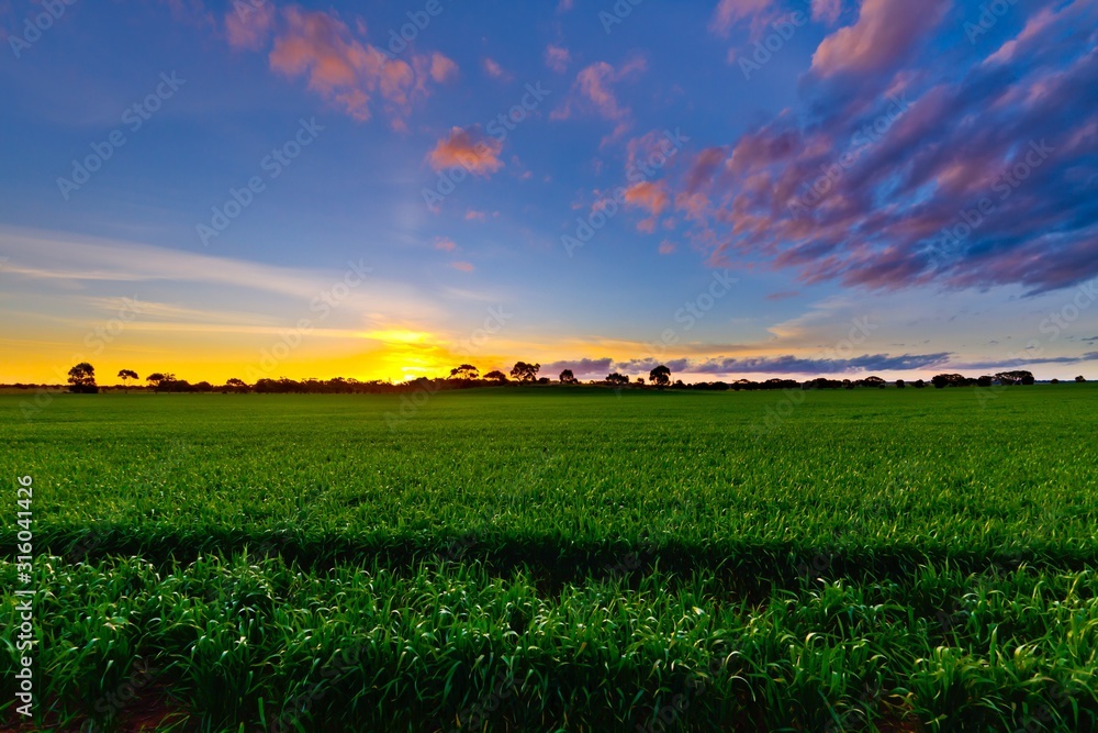 New Crops at Dusk Wistow South Australia