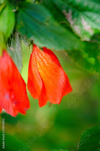 red flower