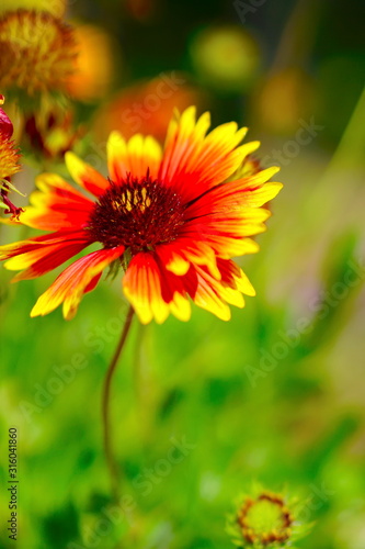 orange flower