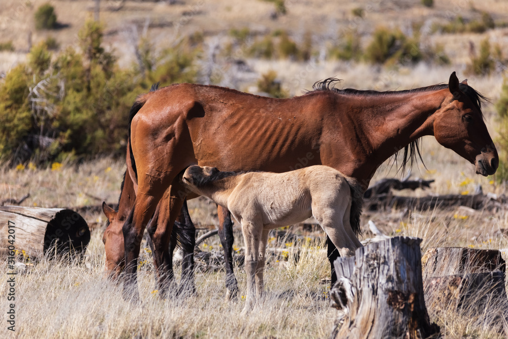 Wild mother horse standing, looking weak, newborn/foal/colt drinking milk, in Heber, Payson, Arizona