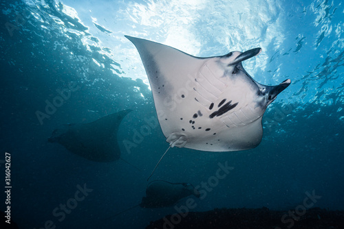 Manta's Cleaning © Ollie