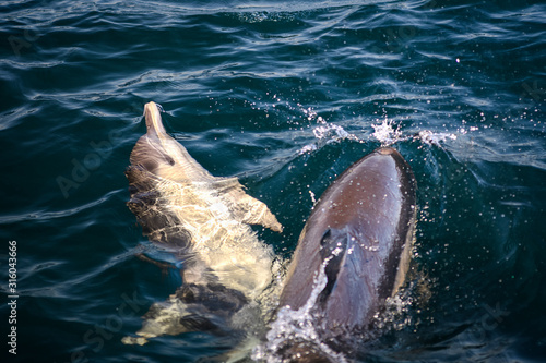 Dolphins in the wave  Australia