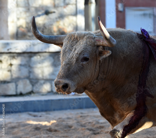 cabeza de toro