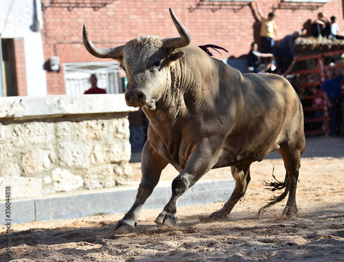 spanish furious bull with big horns