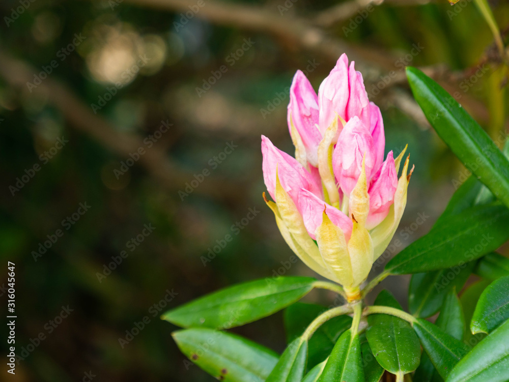 Bud of rhododendron are start to bloom in Saga prefecture, JAPAN.