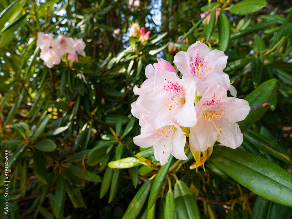 Flowers of rhododendron are start to bloom in Saga prefecture, JAPAN. Flowers of rhododendron are start to bloom in Saga prefecture, JAPAN.