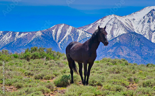 Wild Mustang horse in the Sierras © JohnMichael