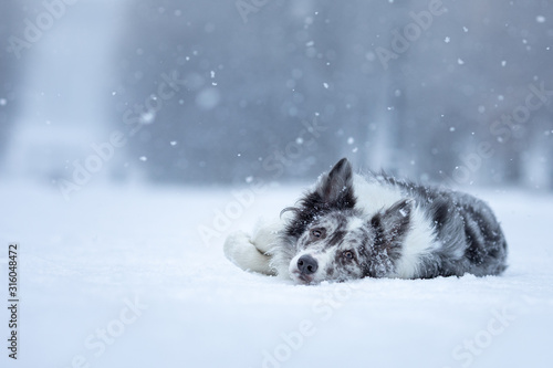 sweet dog in the snow in winter. Portrait of a Border Collie in nature park photo