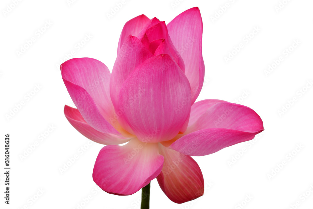 beautiful lotus flower isolated on white background.
