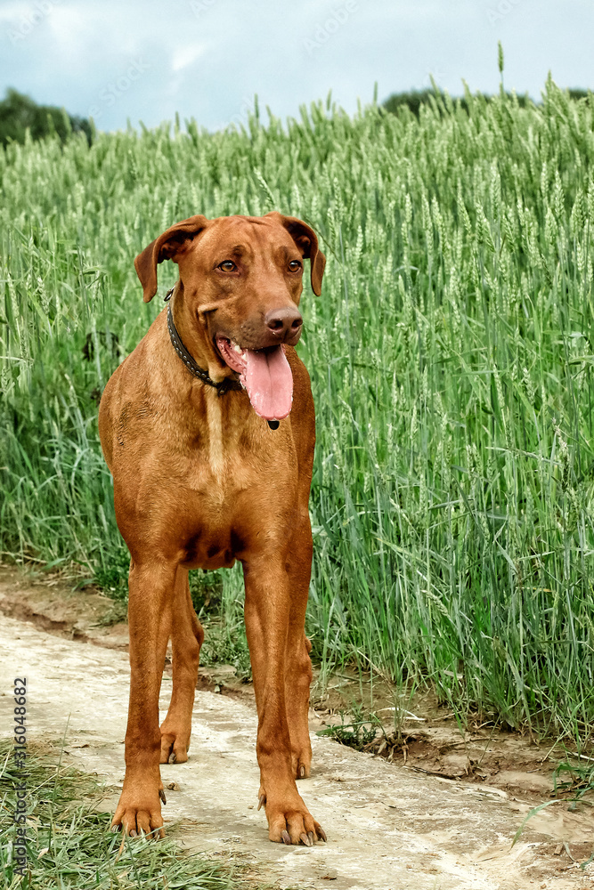 The purebred African Rhodesian Ridgeback is a remarkable sporting breed of dog. The purebred African Rhodesian Ridgeback is a remarkable sporting breed of dog.