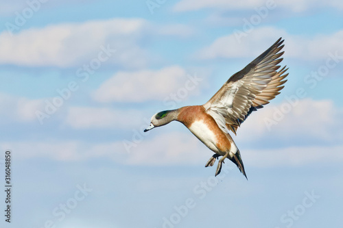 American Wigeon drake in flight with wings fully extended, against the natural blue sky and clouds that were behind the bird at the time - not photoshopped © tomreichner