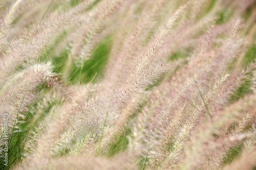 reeds flower blowing from wind background