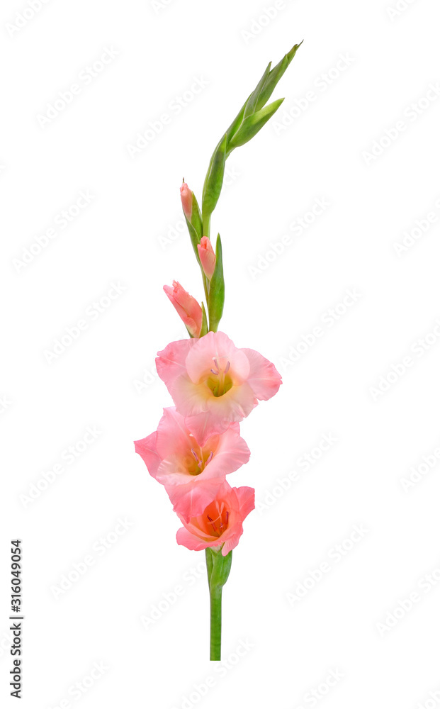 Fototapeta premium Gladiolus isolated on white background. Gladiolus is the flower of August, fortieth wedding anniversary flowers. Gladioli is a great cutting flowers for display.