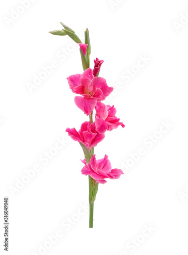 Принти на полотні Gladiolus isolated on white background
