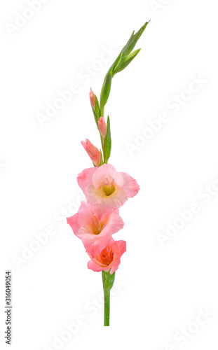 Gladiolus isolated on white background. Gladiolus is the flower of August, fortieth wedding anniversary flowers. Gladioli is a great cutting flowers for display.