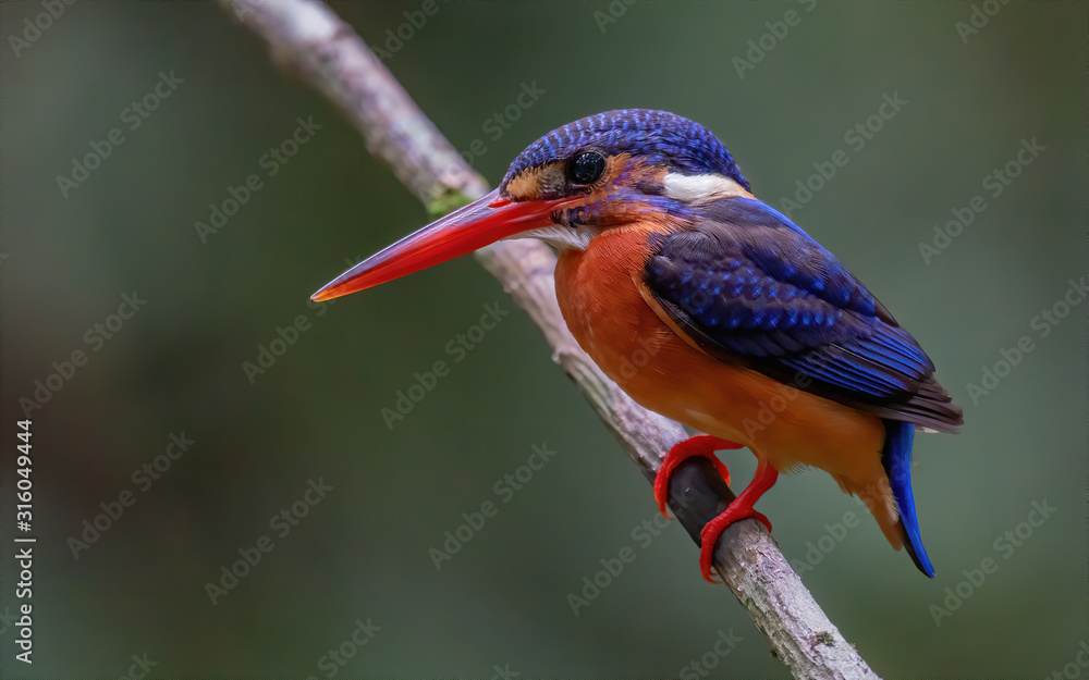 Fototapeta premium Blue-eared Kingfisher (Alcedo meninting) is found in Asia, ranging across the Indian subcontinent and Southeast Asia. It is found mainly in dense shaded forests where it hunts in small streams.