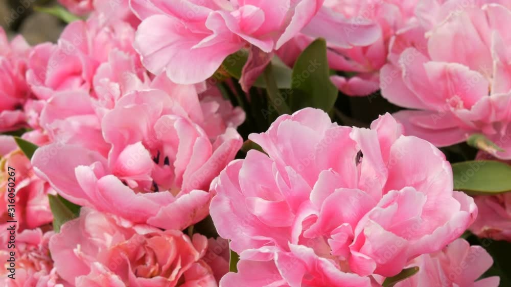 Close view of the petals beautiful blooming pink peony-like tulips in spring in the garden. Tulip field close up view Netherlands, Holland Close view of the petals beautiful blooming pink peony-like tulips in spring in the garden. Tulip field close up view Netherlands, Holland