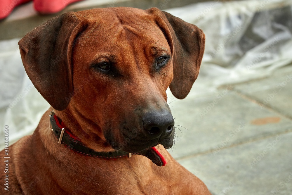 Girl thoroughbred African Rhodesian Ridgeback close up