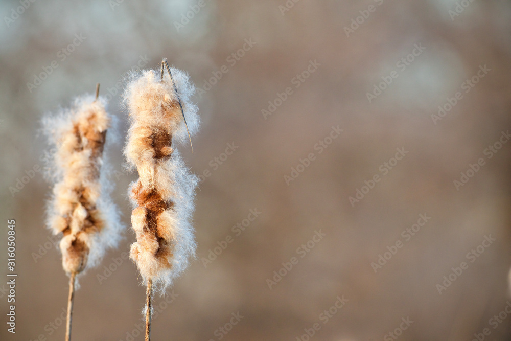 Naklejka premium Typha species - a.k.a. - Cattail seed heads as they disintegrate in the spring, to disperse their seeds and make way for new upshoots