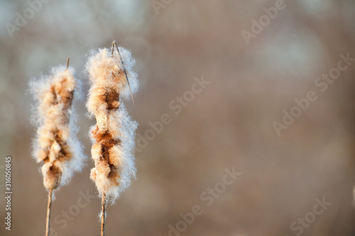 Typha species - a.k.a. - Cattail seed heads as they disintegrate in the spring, to disperse their seeds and make way for new upshoots photo