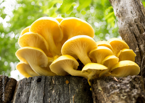 Group of sunlit mushrooms - lemon oyster mushroom growing on an old tree stump in the forest.
