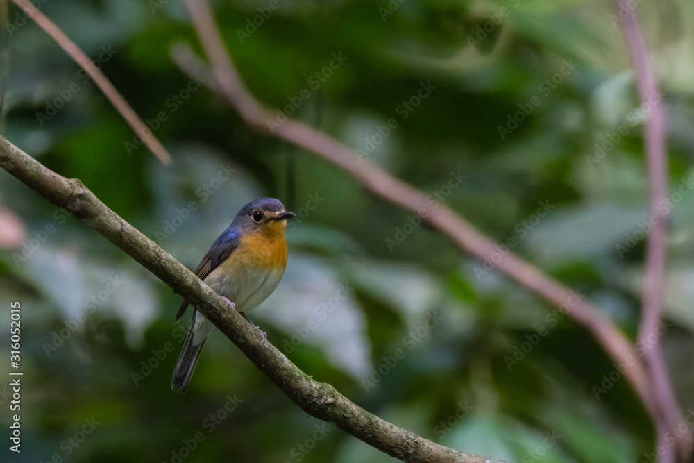 beautiful pale brown with yellow feathers on its chest bird perching on curve stick in nature, manificent female Indochinese Blue flycatcher beautiful pale brown with yellow feathers on its chest bird perching on curve stick in nature, manificent female Indochinese Blue flycatcher
