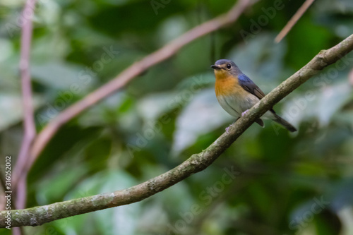 beautiful pale brown with yellow feathers on its chest bird perching on curve stick in nature, manificent female Indochinese Blue flycatcher