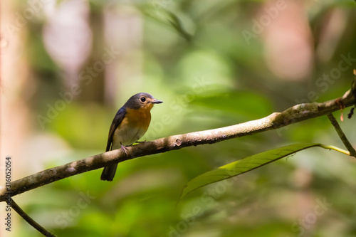 beautiful pale brown with yellow feathers on its chest bird perching on curve stick in nature, manificent female Indochinese Blue flycatcher