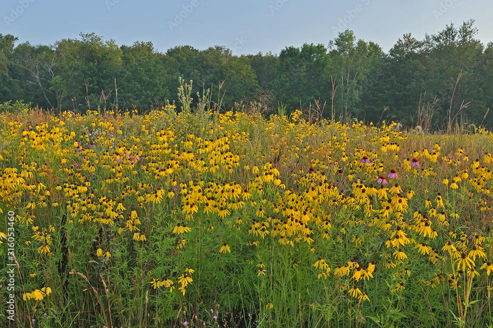 Landscape of a summer wildflower prairie with yellow and purple coneflowers, Michigan, USA