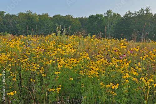 Landscape of a summer wildflower prairie with yellow and purple coneflowers, Michigan, USA © Dean Pennala